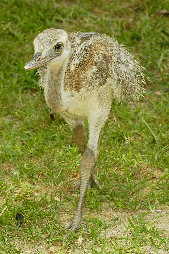 Baby Emu ucumari photography Flickr