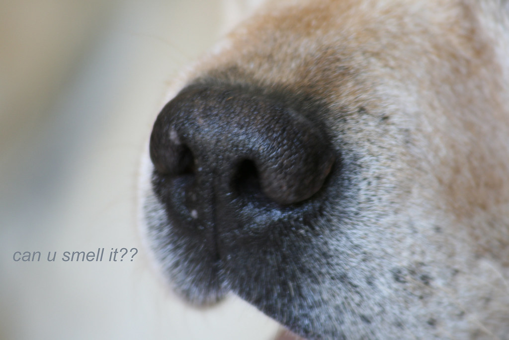 can you smell it? my dog's nose Salva Flickr