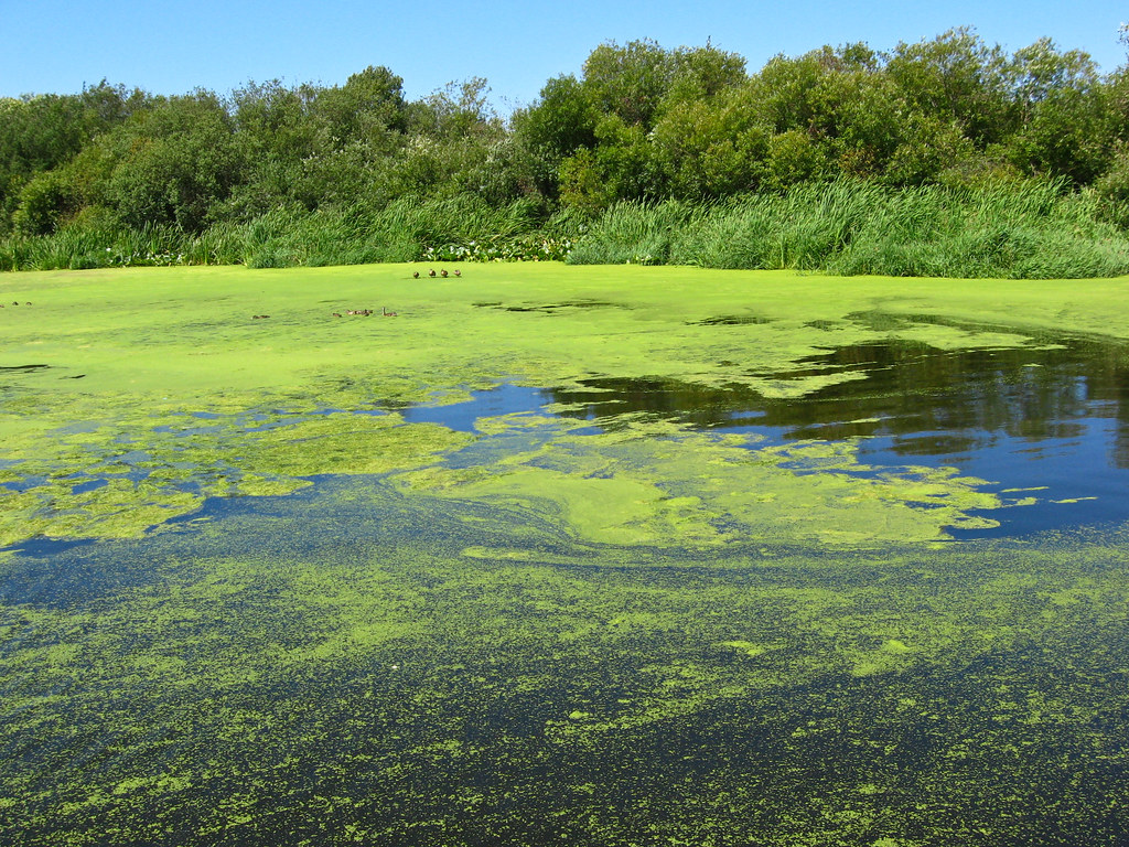 Green and blue at Swan Lake bright green pond scum is all … Flickr