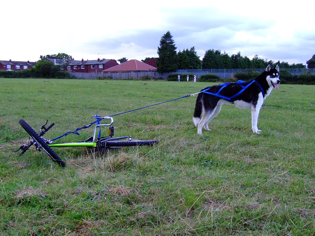 Bikejoring a photo on Flickriver