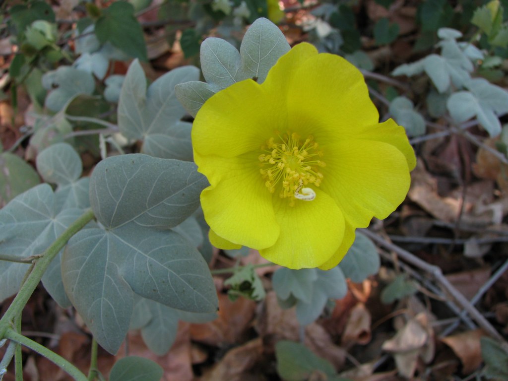 Gossypium tomentosum Maʻo or Hawaiian cotton Malvaceae (Ma… Flickr