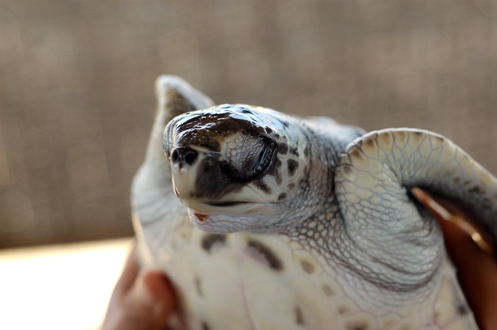Indonesia Bali Sea Turtle Park Ashley Ringrose Flickr