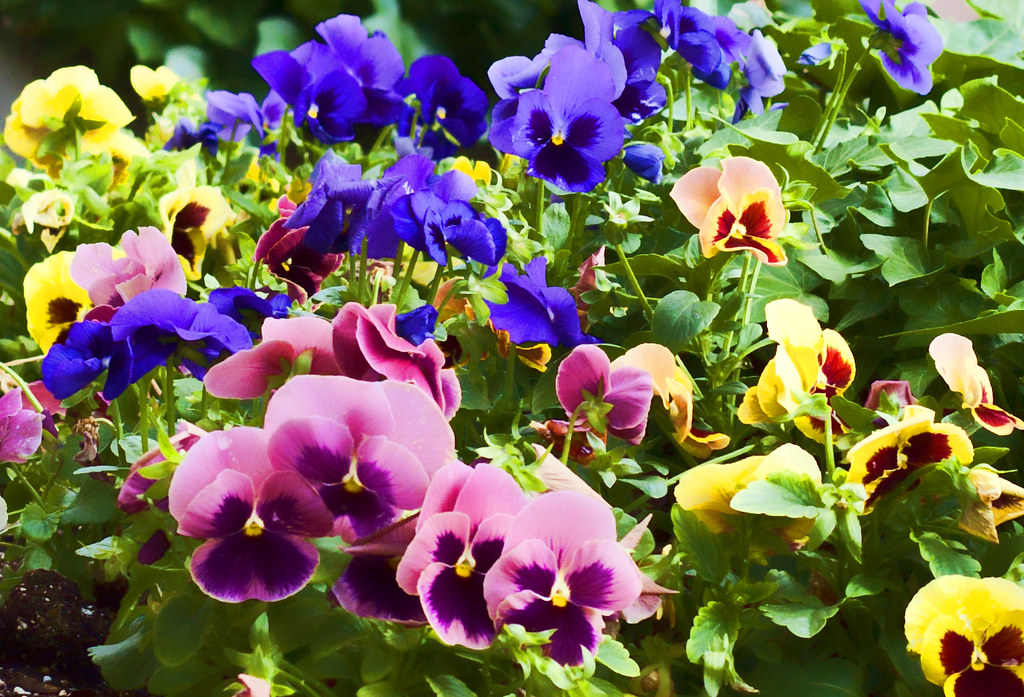 Pansies 250/365,6/4/10 Pansies Victoria Pickering Flickr