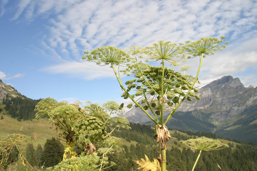 Berce du Caucase Plante invasive qui peut atteindre 4