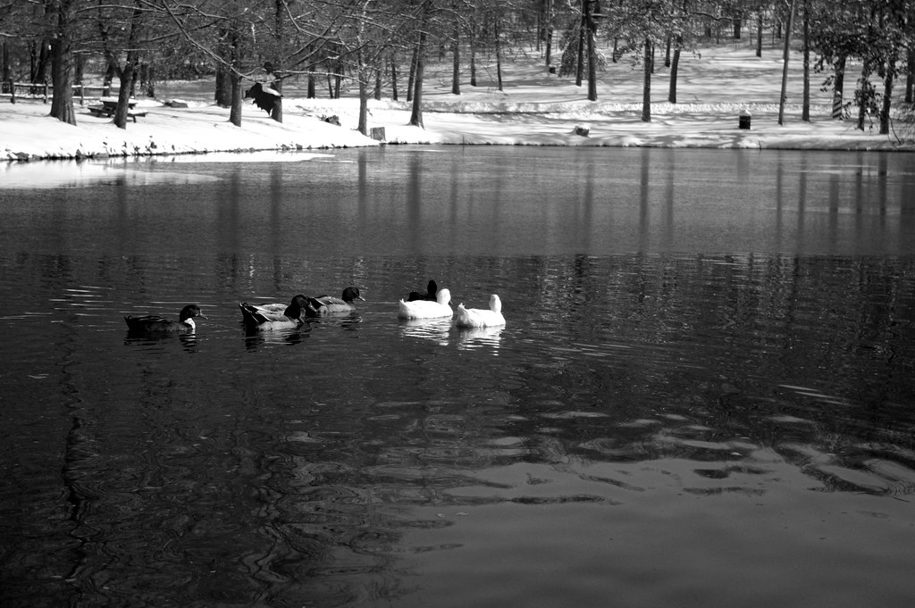 Ducks Dunnegan Park in Bolivar Missouri happiocupcakeo Flickr
