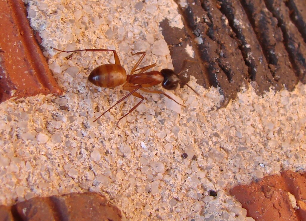 Ant on bricks An ant, most likely a worker, on mortar betw… Flickr