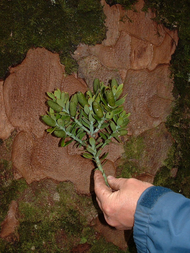 Kauri Cones joelle_gergis Flickr