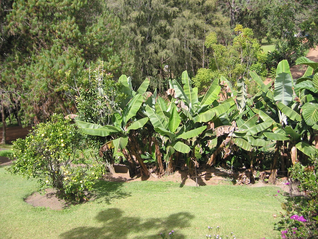 Ukarumpa Banana Garden Bananas and grapefruits grow here i… Flickr