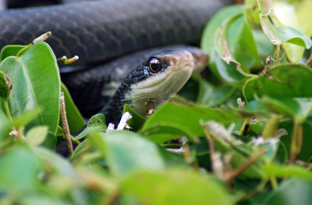 Black Snake Macro Naples Florida Jim Flickr