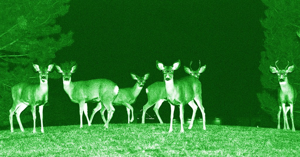 Night Vision Goggleequipped Mule Deer Suburban Raiding Team a photo