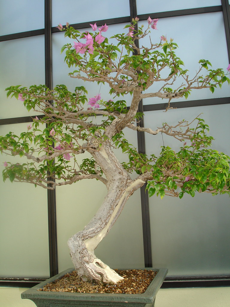 Bougainvillea Bonsai This bonsai is in the National Arbore… Flickr