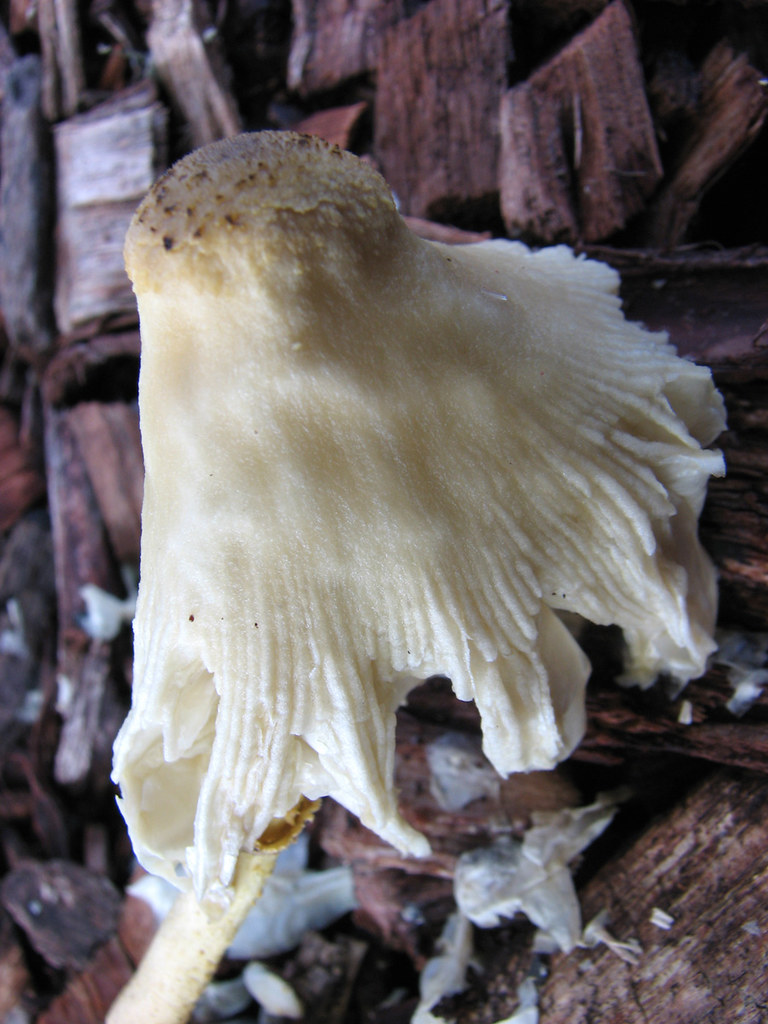 Fungi Growing in Wood Chips 30 Cairns Australia Different … Flickr