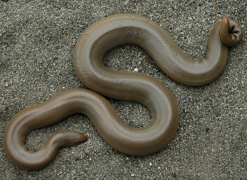 Rubber Boa (Charina bottae) Oxbow Nature Refuge, Reno, Was… Flickr
