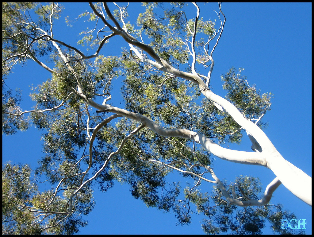 Streeeetch Lemon scented gum tree at Perth Zoo, Western… Flickr
