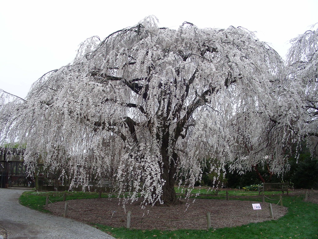 Cherry Tree National Arboretum Katie Kovach Flickr