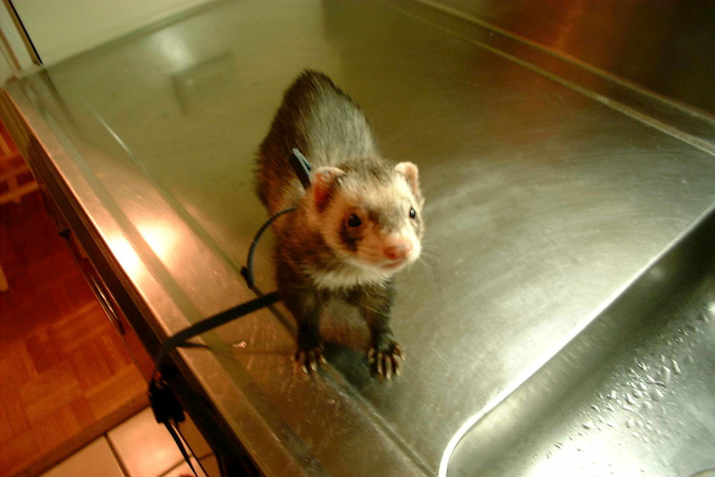 Ferret Apu SchalliolJayne In My Chicago Apartment Flickr