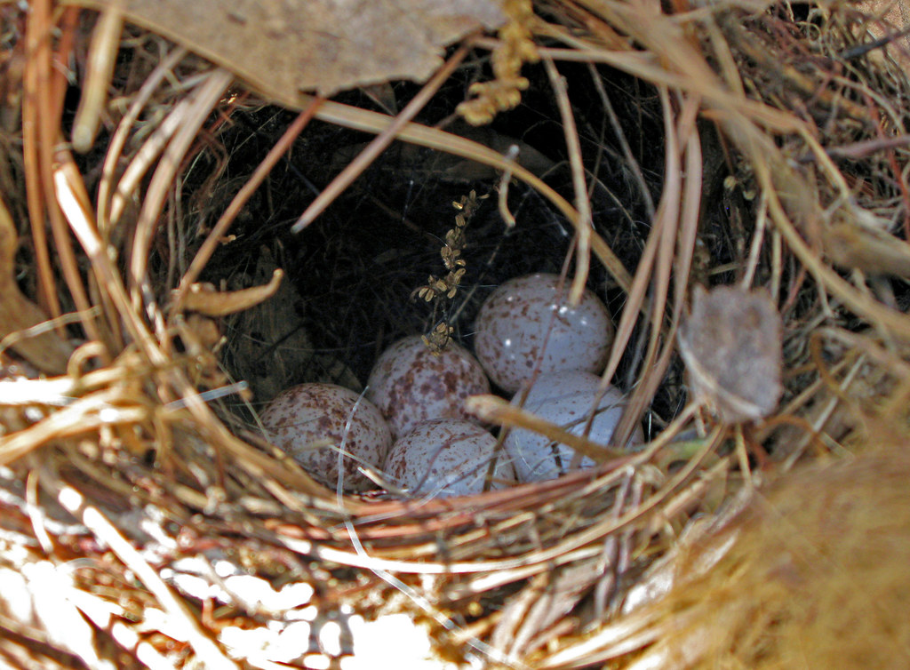 Carolina Wren Eggs Carolina Wren Eggs nestle in the nest w… Flickr