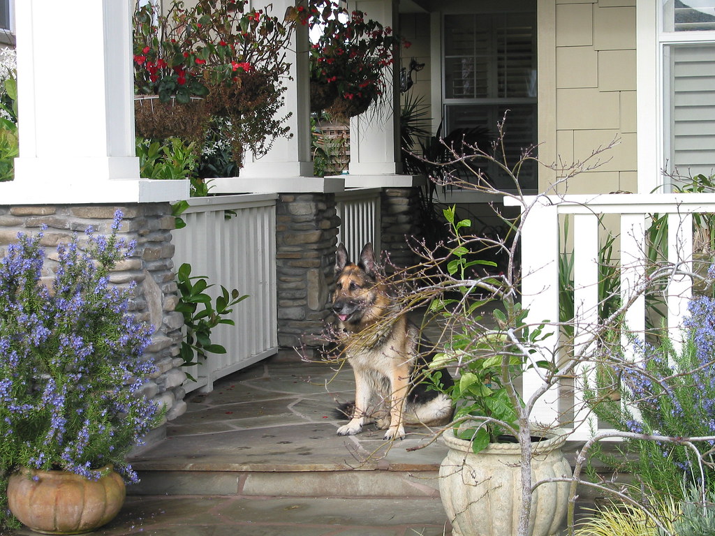 dog on the porch gail Flickr