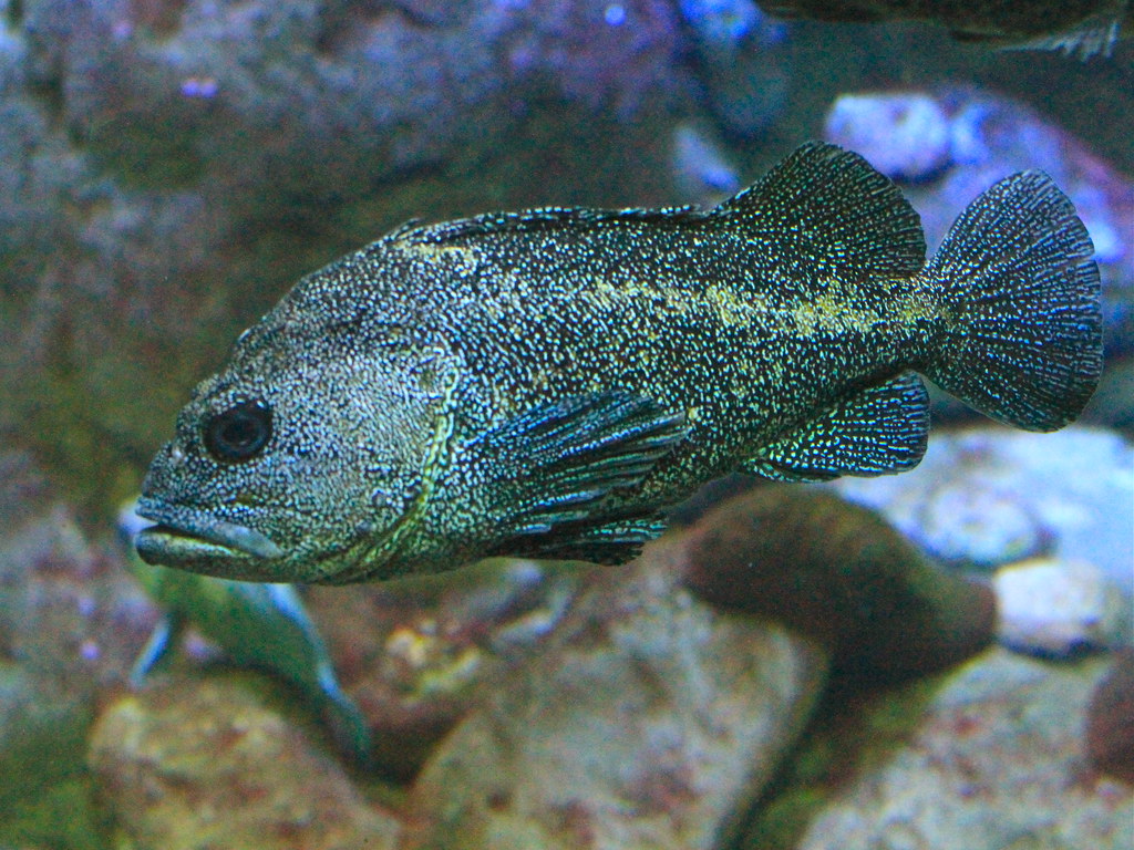 China Rockfish TAXONOMY Kingdom Animalia Phylum Chordata… Flickr