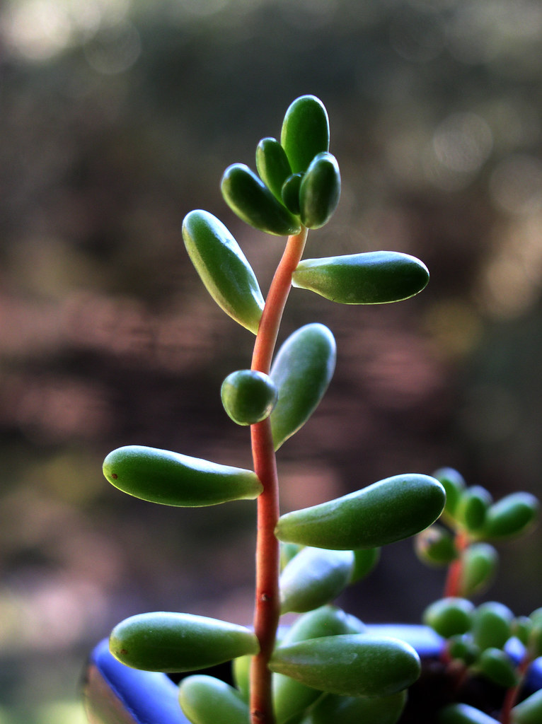 Succulent A succulent reaching for the sky as best as it