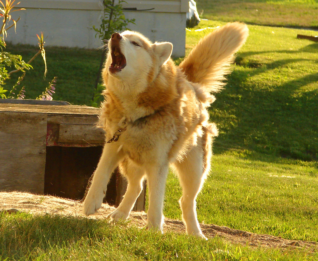 Bishu Dog Bleumoonproductions