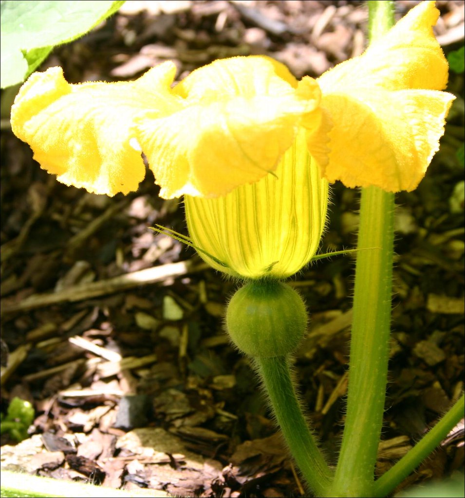 Pumpkin Flower The pumpkin started flowering today. Barney