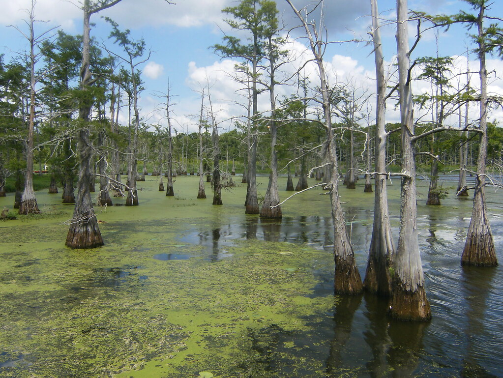 Black Bayou, LA Katie Ernst Flickr