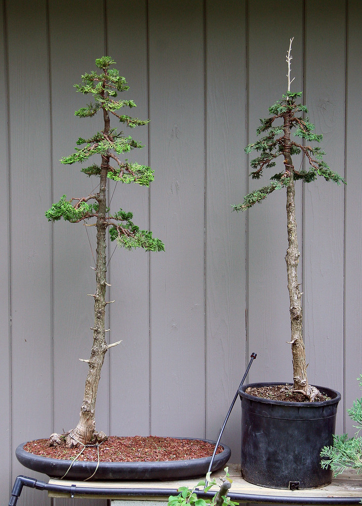Upright Hinoki Cypress siblings.jpg Here are the two toget… Flickr