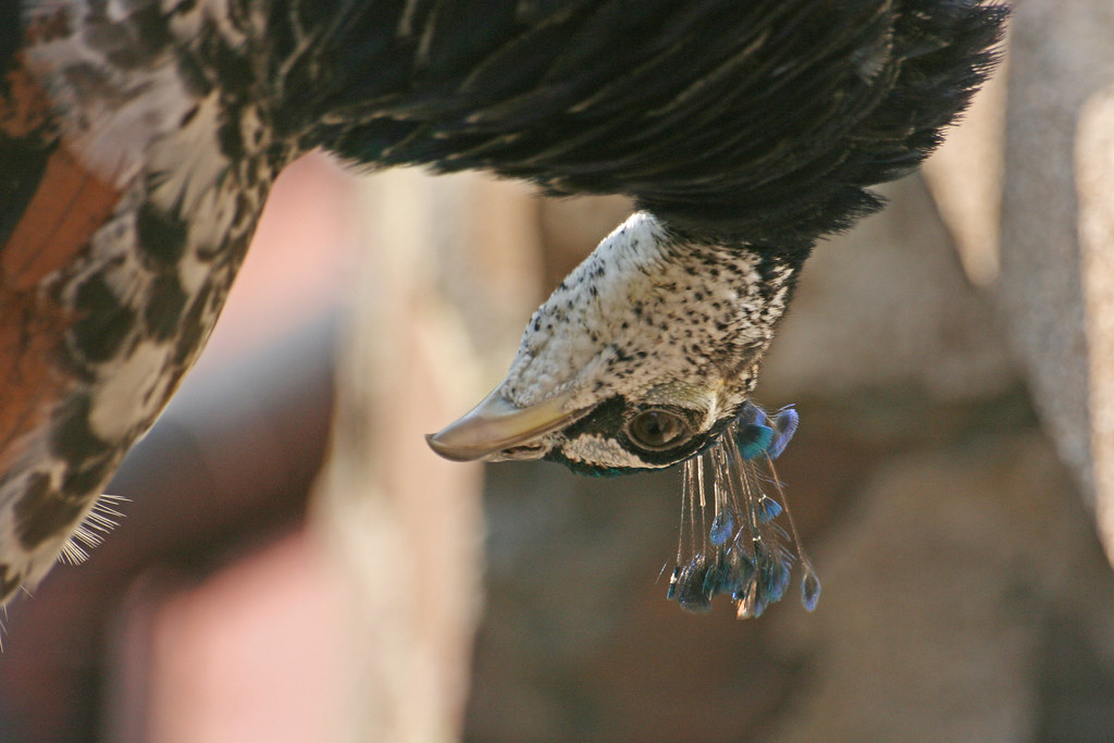 Holo Peacock 29 Orford Mill , Tottington, Devon Frank Darnell