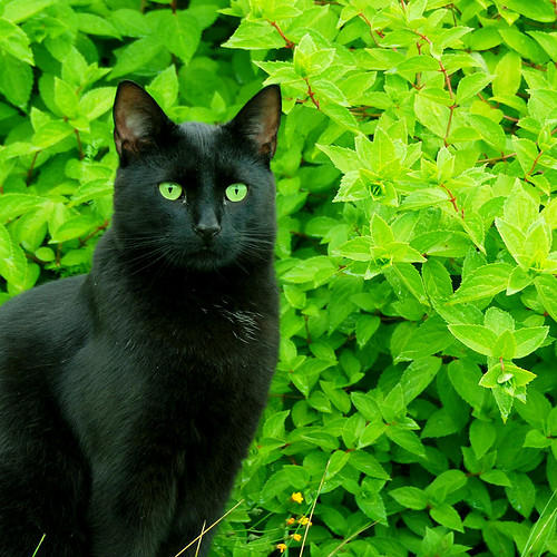 oakley in garden Oakley was watching me do my 365 today. Paul Moody