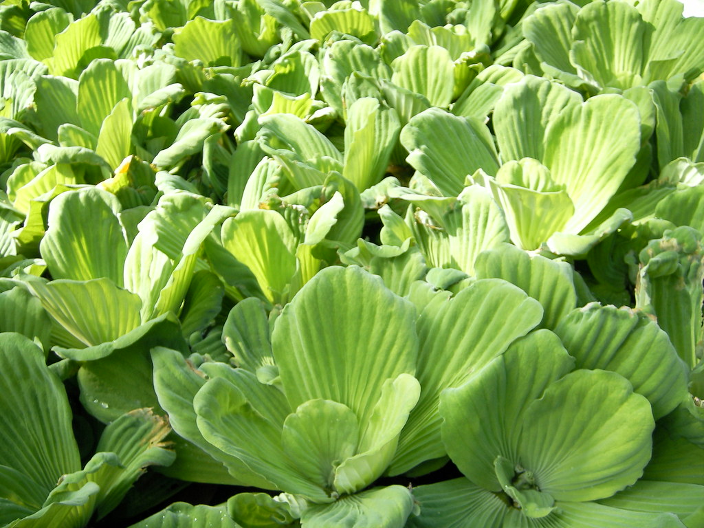 Pistia stratiotes (water cabbage, Wassersalat), Romblon, P… Flickr
