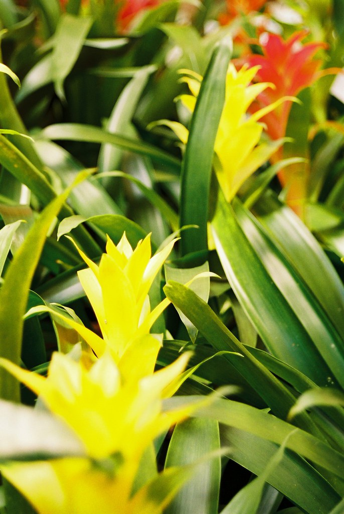 Bromeliads Cactus Plantation, Edwards, Mississippi Chad Flickr