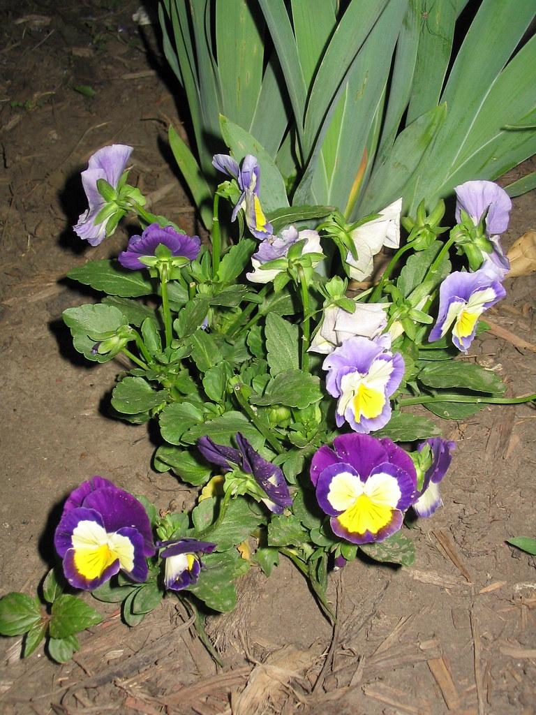 Icicle Pansies this one is for Gayla since she likes pansi… Flickr