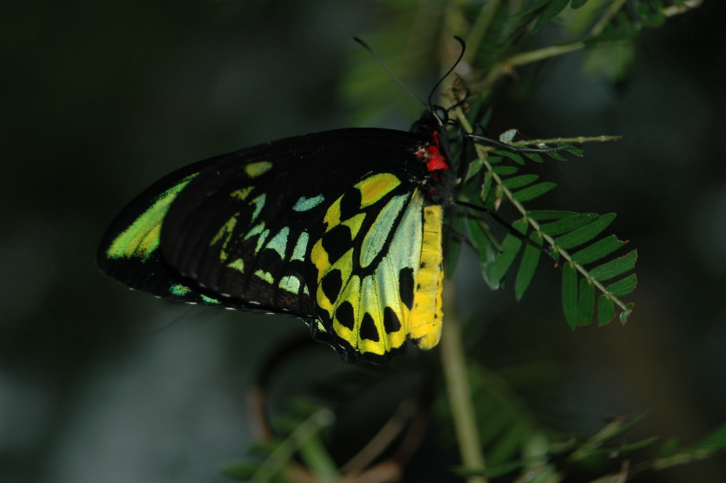 Butterfly From the Ontario Butterfly Conservatory, Niagara… Flickr
