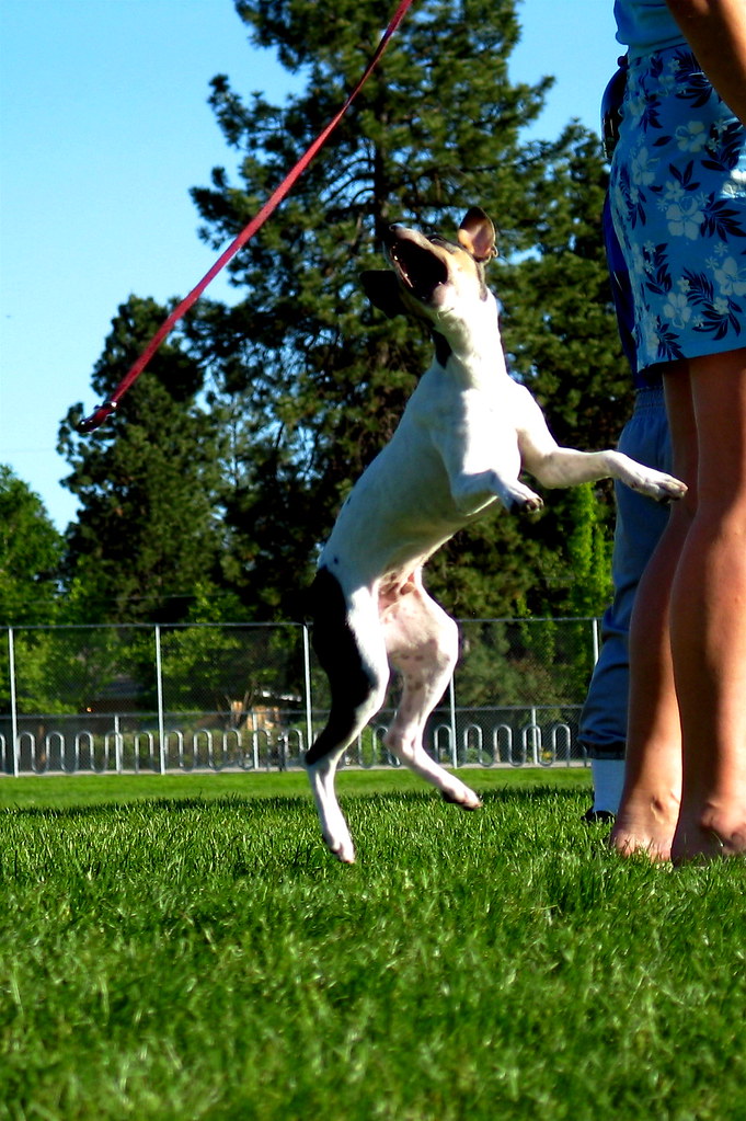 Jumping Puppy trying to catch the leash. Terry