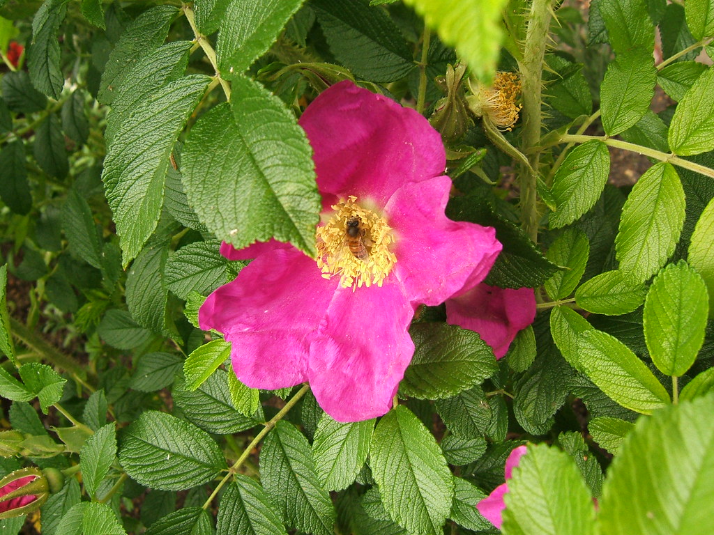 rose the College Garden at Westminster Abbey tracy ducasse Flickr