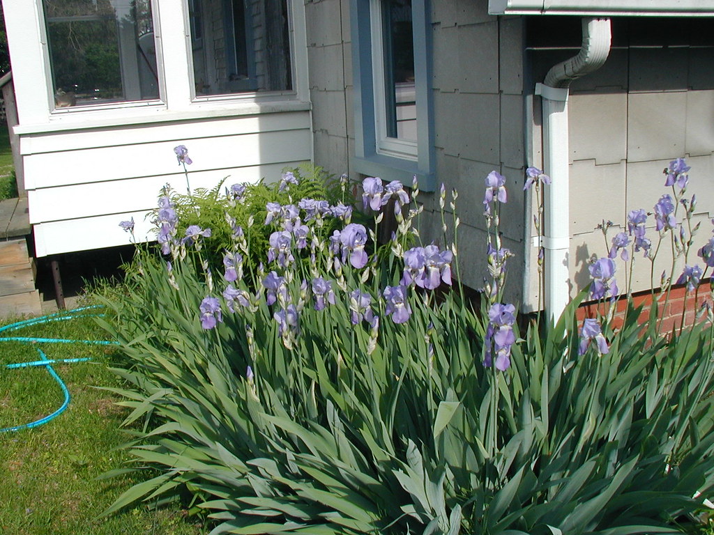 Irises in Bloom I didn't have the camera zoomed in but the… Flickr