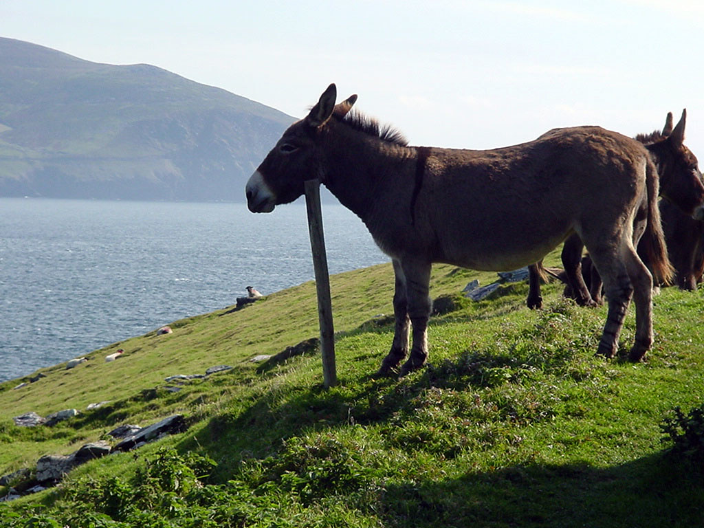Blasket Island, Ireland donkey scratching post The donkey… Flickr