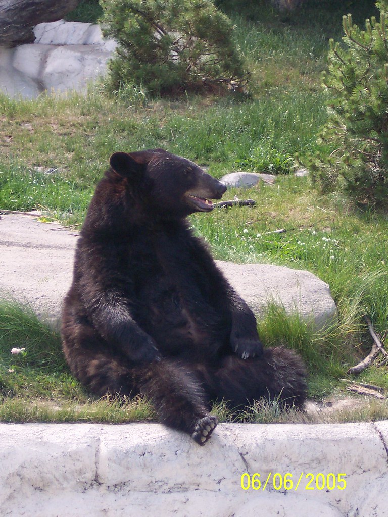 Michigan Brown Bear look4lazarus Flickr