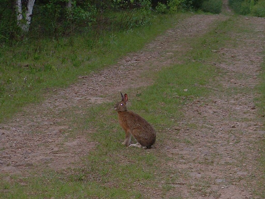 Rabbit This is a rabbit that ran across the trail when we … Flickr