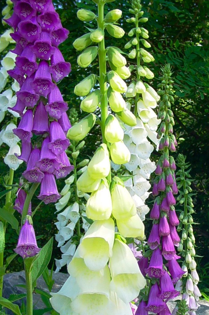 Foxgloves Luckily the deer don't seem to like them ) Feeble Knees