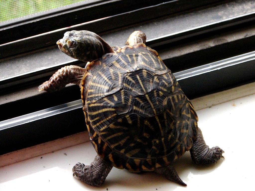 Denver the Trucking Box Turtle DENVER STRIKES AGAIN! Hello… Flickr