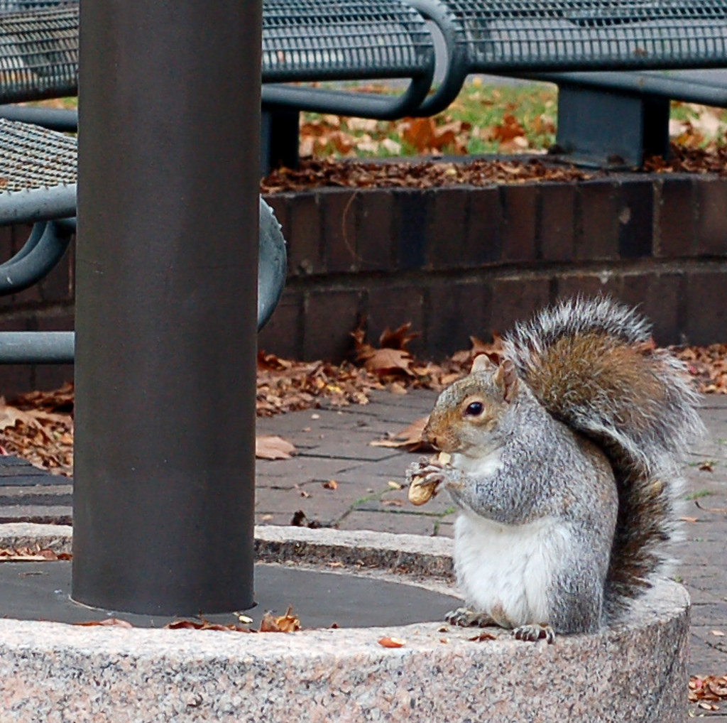 Urban Squirrel 2 andertho Flickr