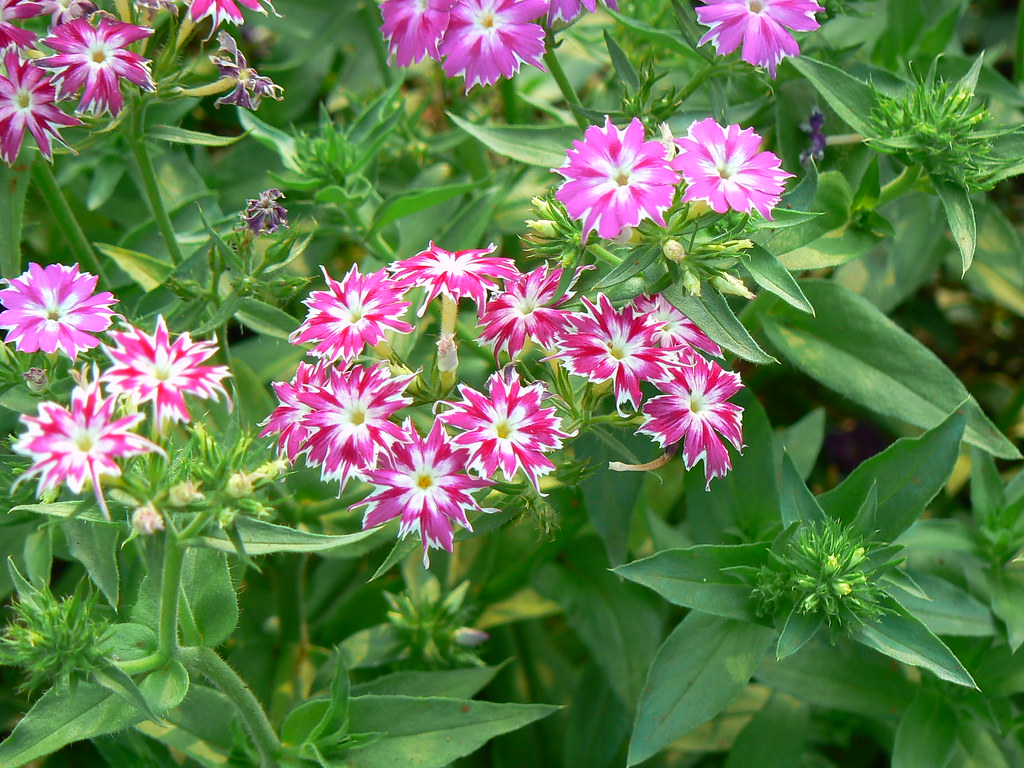 Phlox drummondii Common name Annual Phlox, Drummond's Phl… Flickr