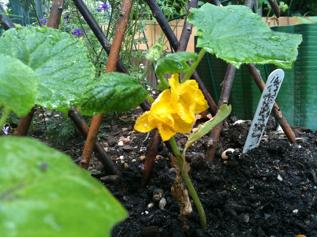 Cucumber Flowers First flowers of my cucumber plant! I lov… Flickr