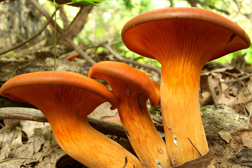 JackoLantern Mushroom Scientific Name Omphalotus illude… Flickr
