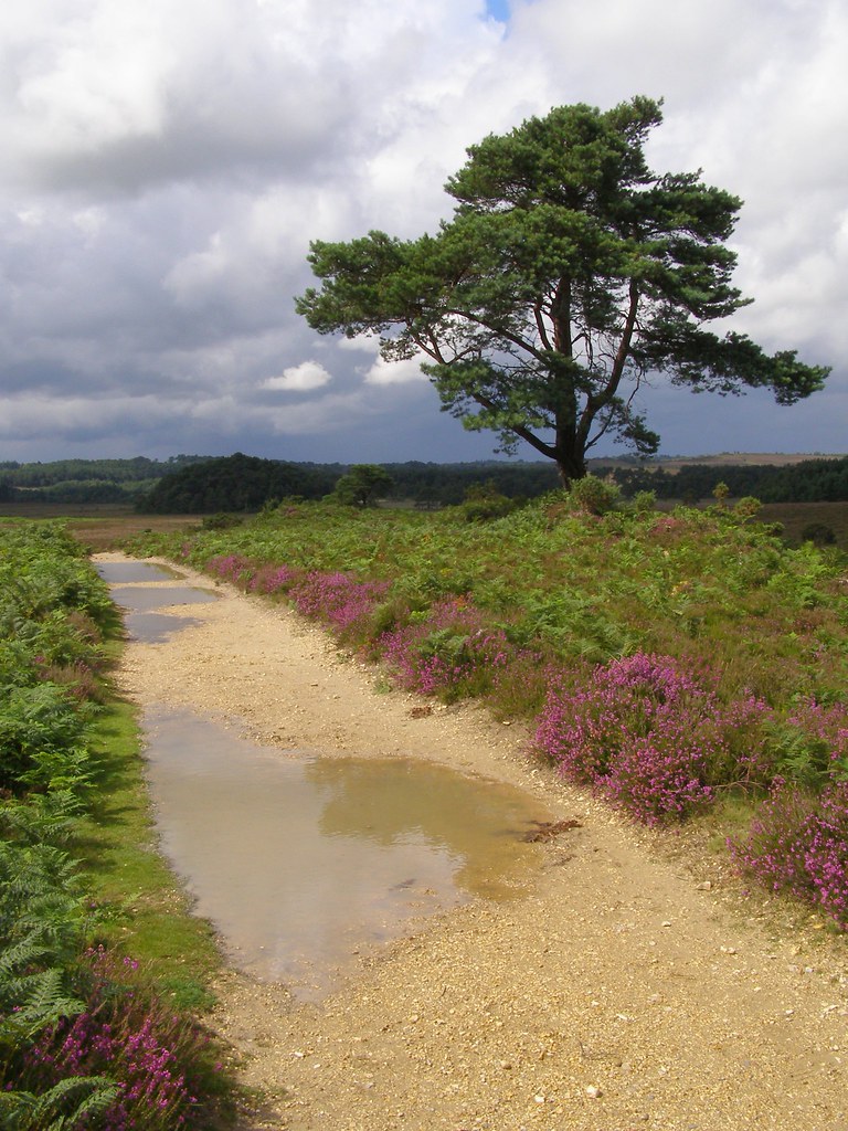 Puddly heathland path Meaning that the heathland path (to … Flickr