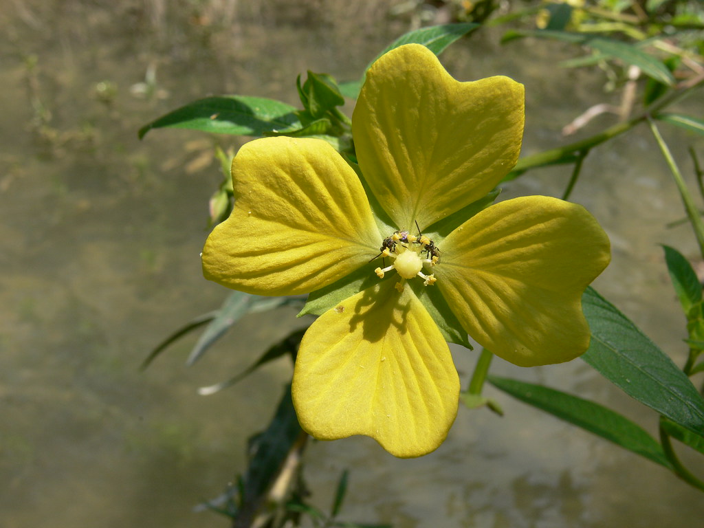 yellow flower At Hamilton Pool, near Austin, TX. Dan Machold Flickr