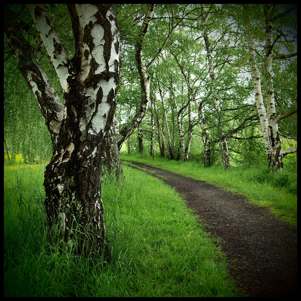 Path in green Terra Nova Rural Park, Richmond, BC. May 31,… Eric