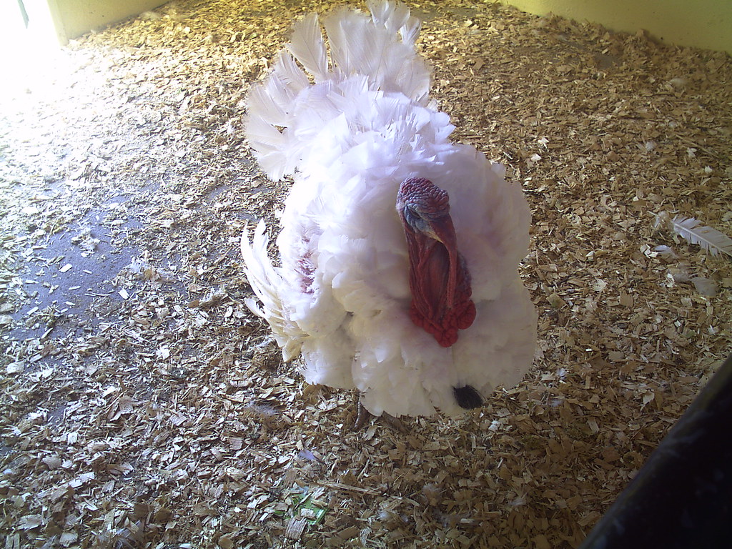 Turkey, Belfast Zoo 290807 Will he survive Xmas Dinner! Flickr